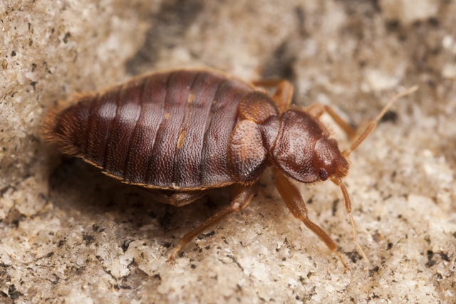 bed bugs image