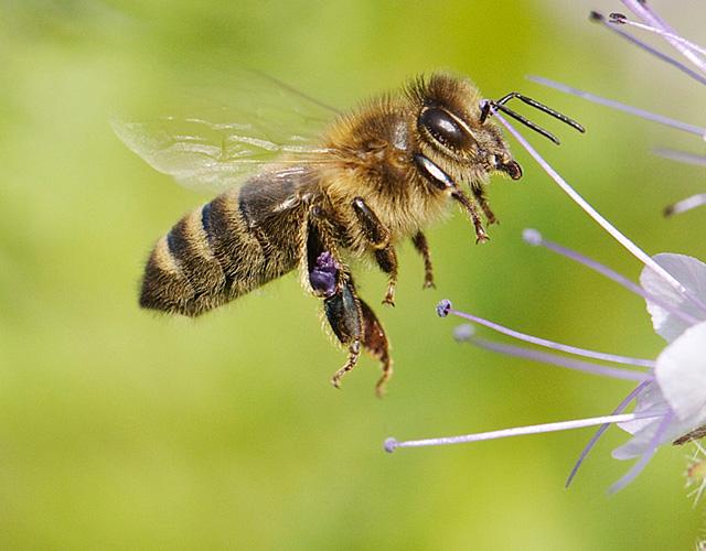 picture of a bee