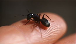 carpenter ant on a finger