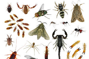 Most Common Insects