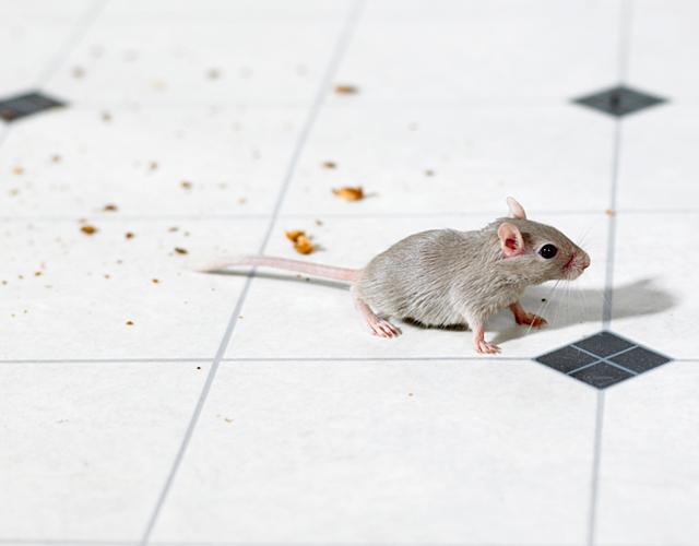 mouse on floor with crumbs